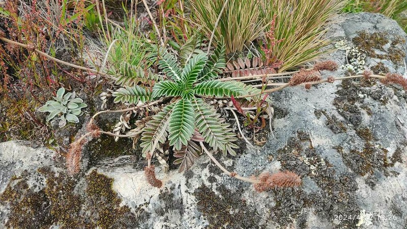 Acaena cylindristachya