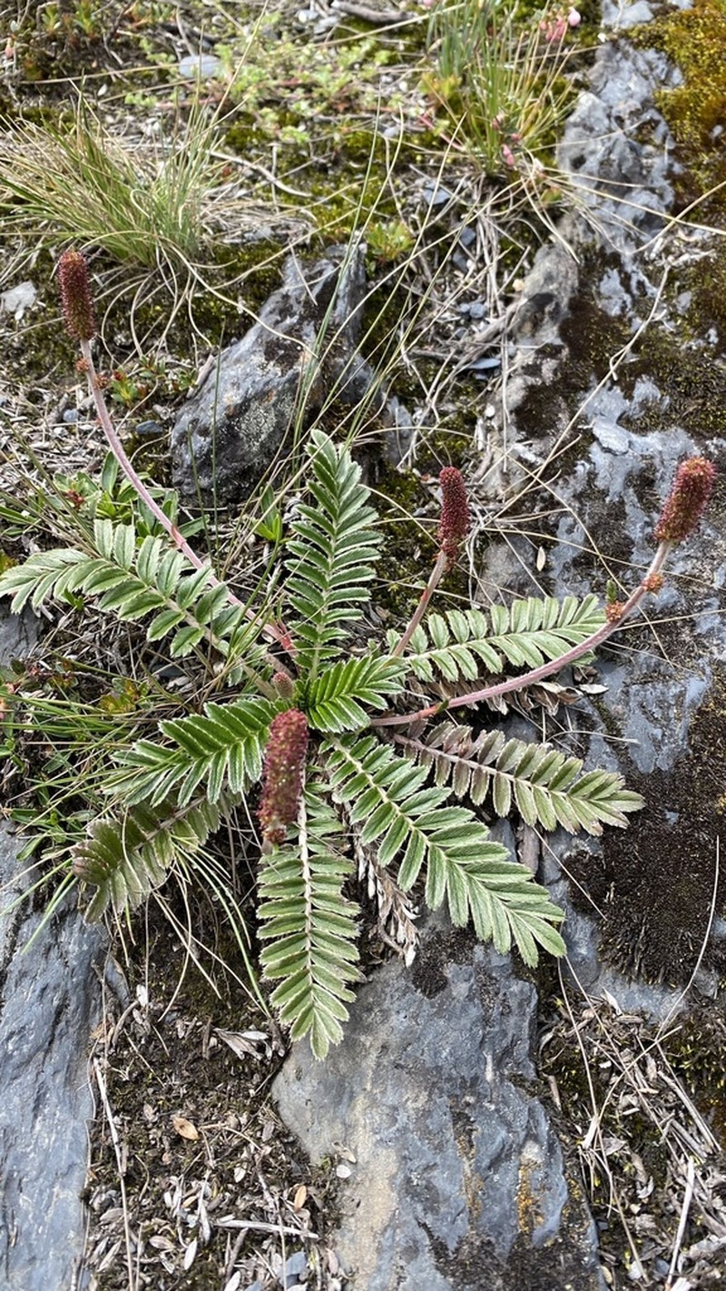 Acaena cylindristachya photo 2