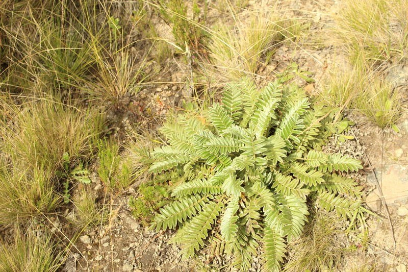 Acaena cylindristachya photo 3