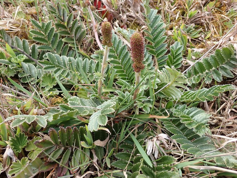 Acaena cylindristachya photo 4