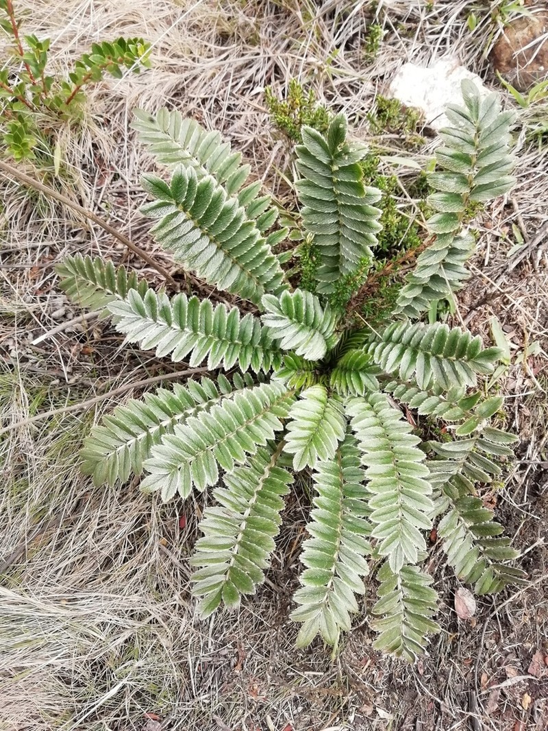 Acaena cylindristachya photo 5