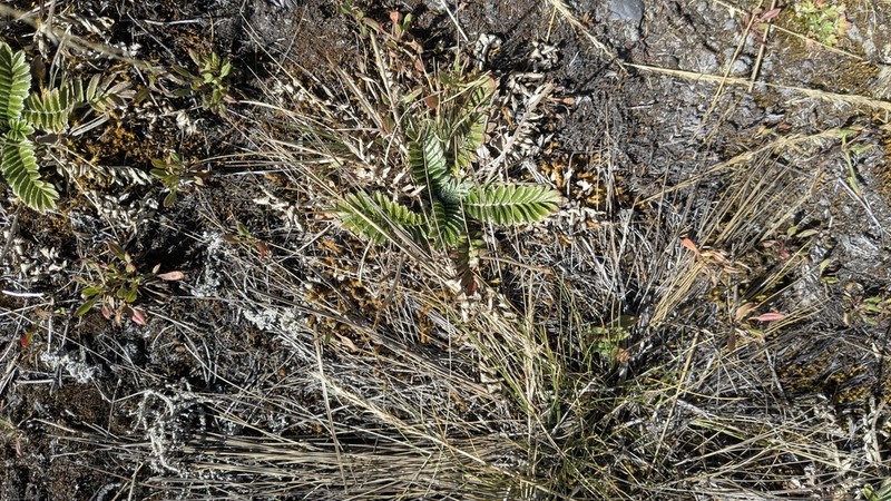 Acaena cylindristachya photo 6