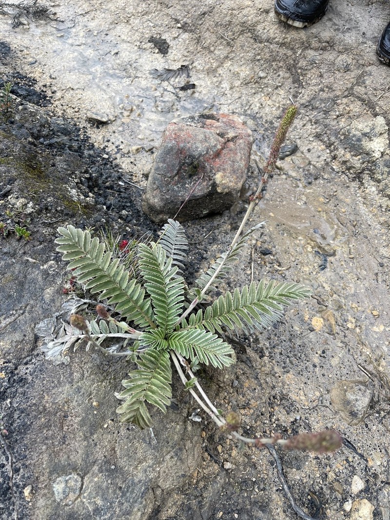 Acaena cylindristachya photo 7