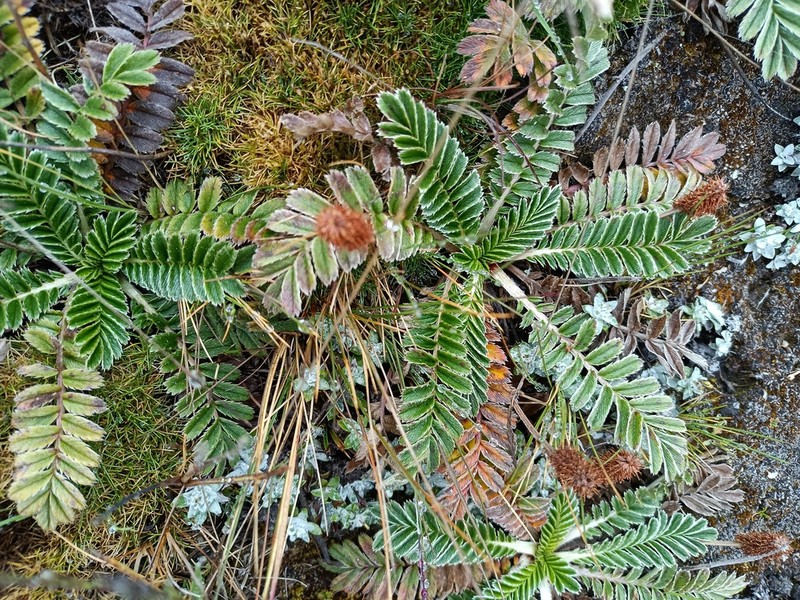 Acaena cylindristachya photo 8