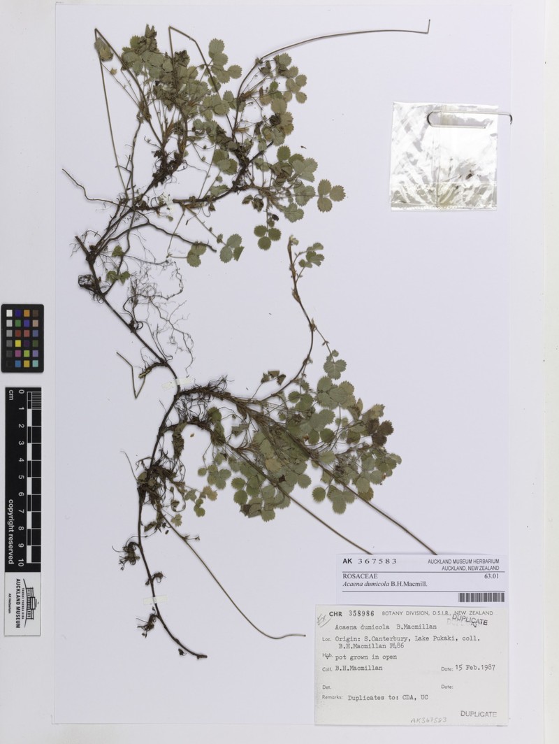 Acaena dumicola