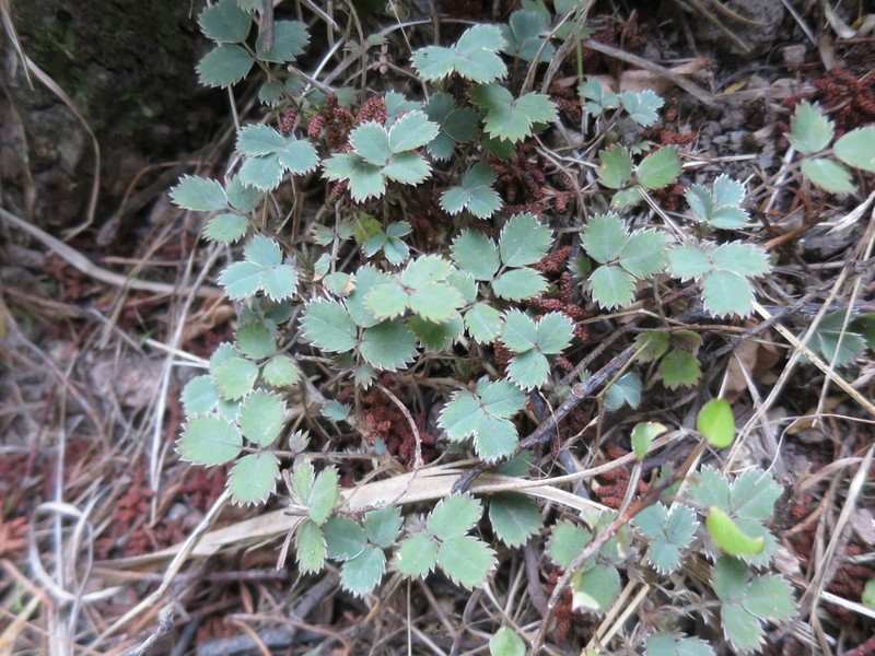 Acaena dumicola photo 2