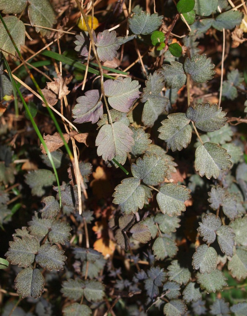 Acaena dumicola photo 3