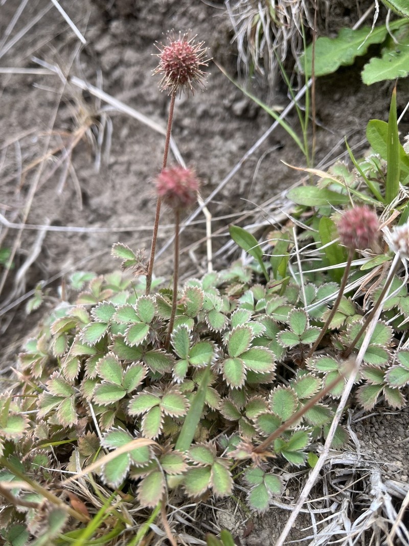 Acaena dumicola photo 4