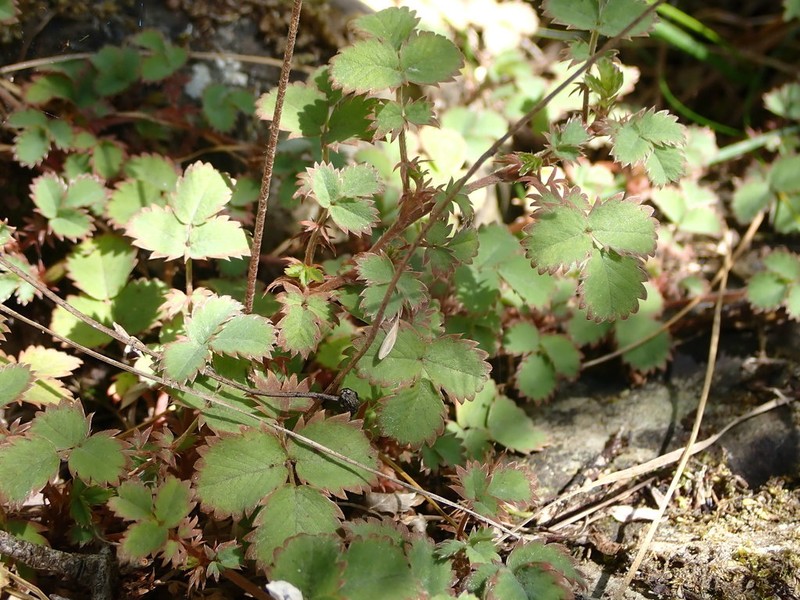 Acaena dumicola photo 5