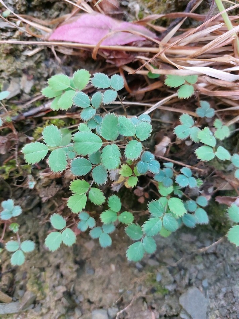 Acaena dumicola photo 6
