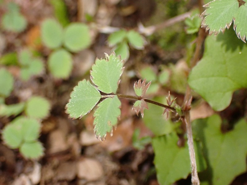 Acaena dumicola photo 7