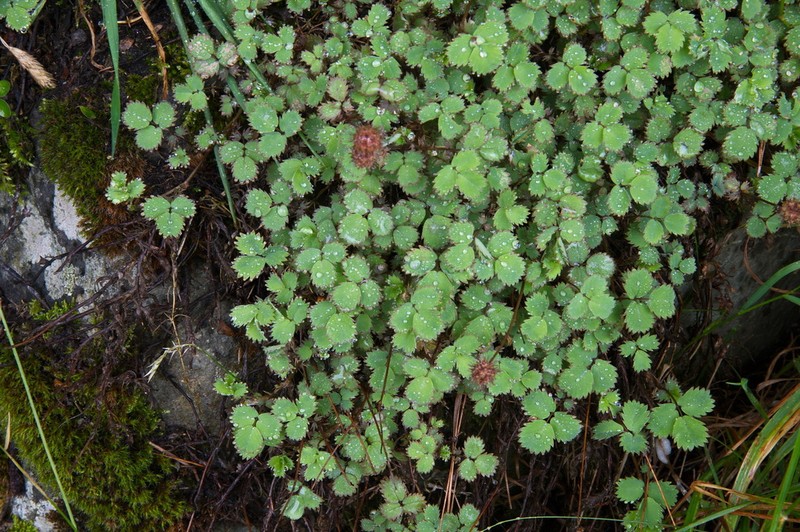 Acaena dumicola photo 8