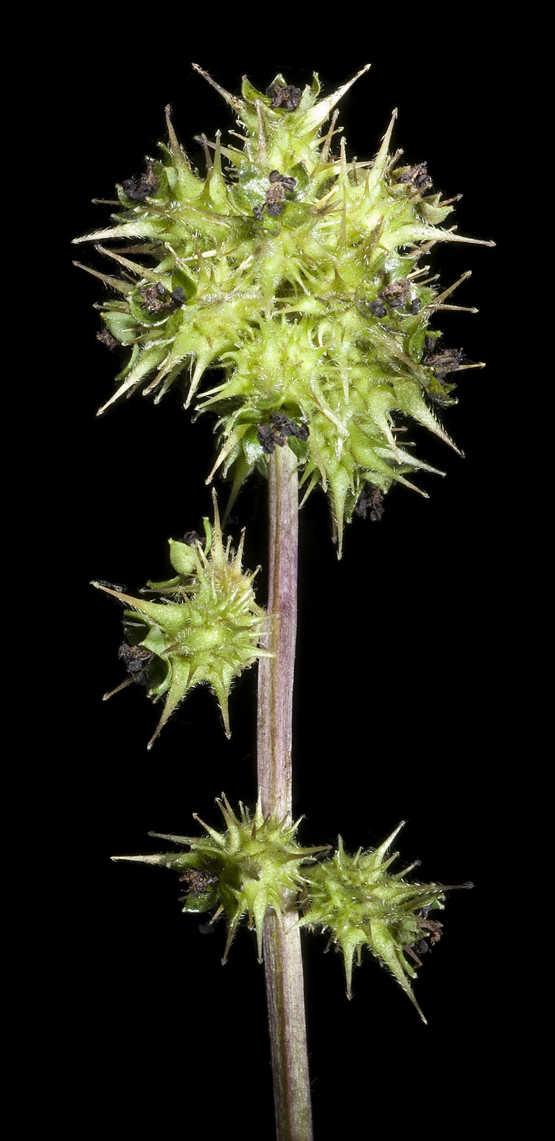 Acaena echinata