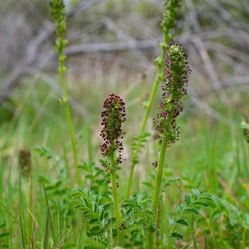 Acaena echinata photo 2