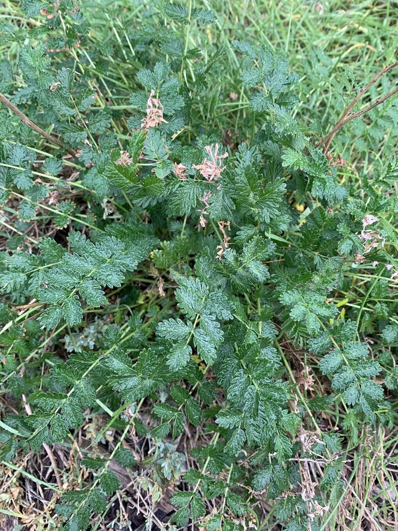 Acaena echinata photo 3