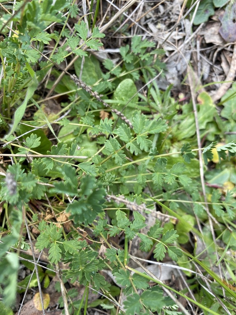 Acaena echinata photo 5