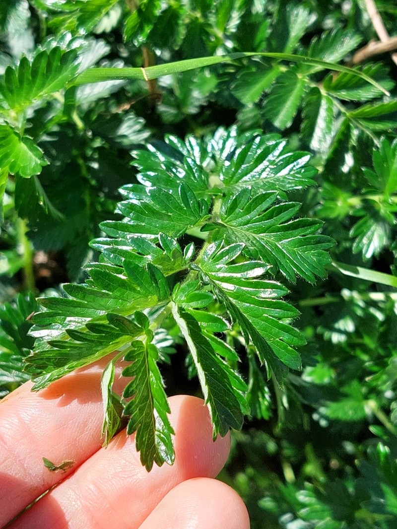 Acaena echinata photo 6
