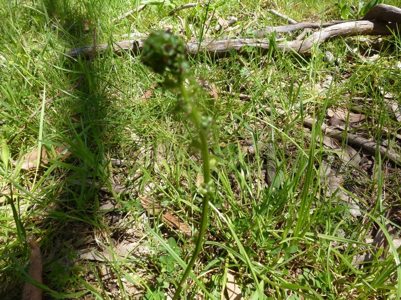 Acaena echinata photo 7