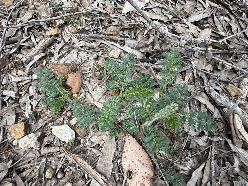 Acaena echinata photo 8