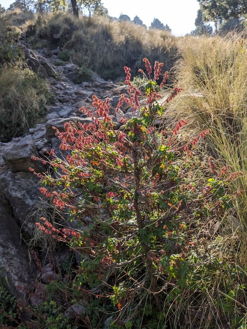 Acaena elongata