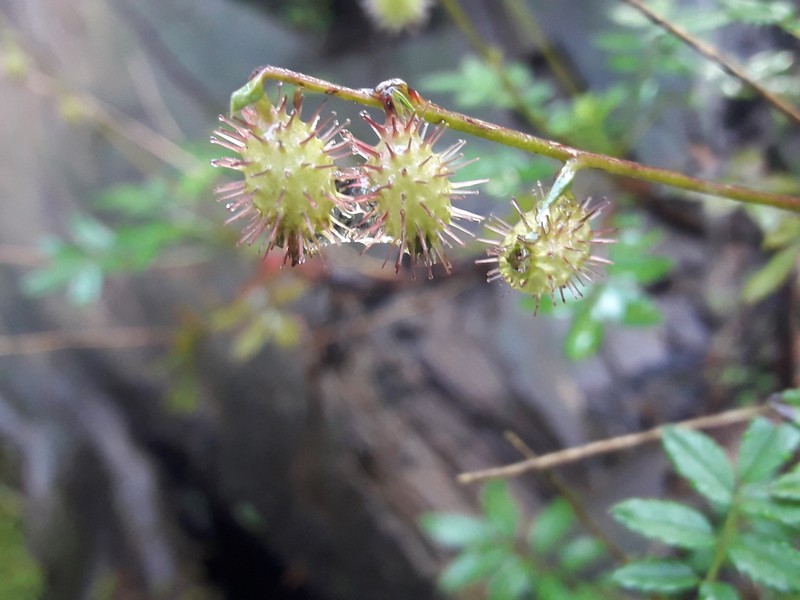 Acaena elongata photo 2