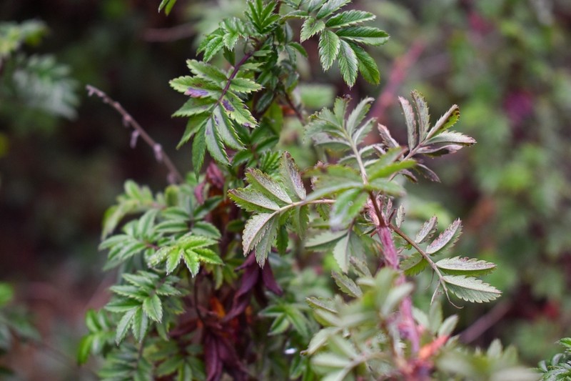 Acaena elongata photo 3