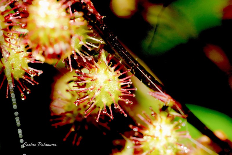 Acaena elongata photo 4