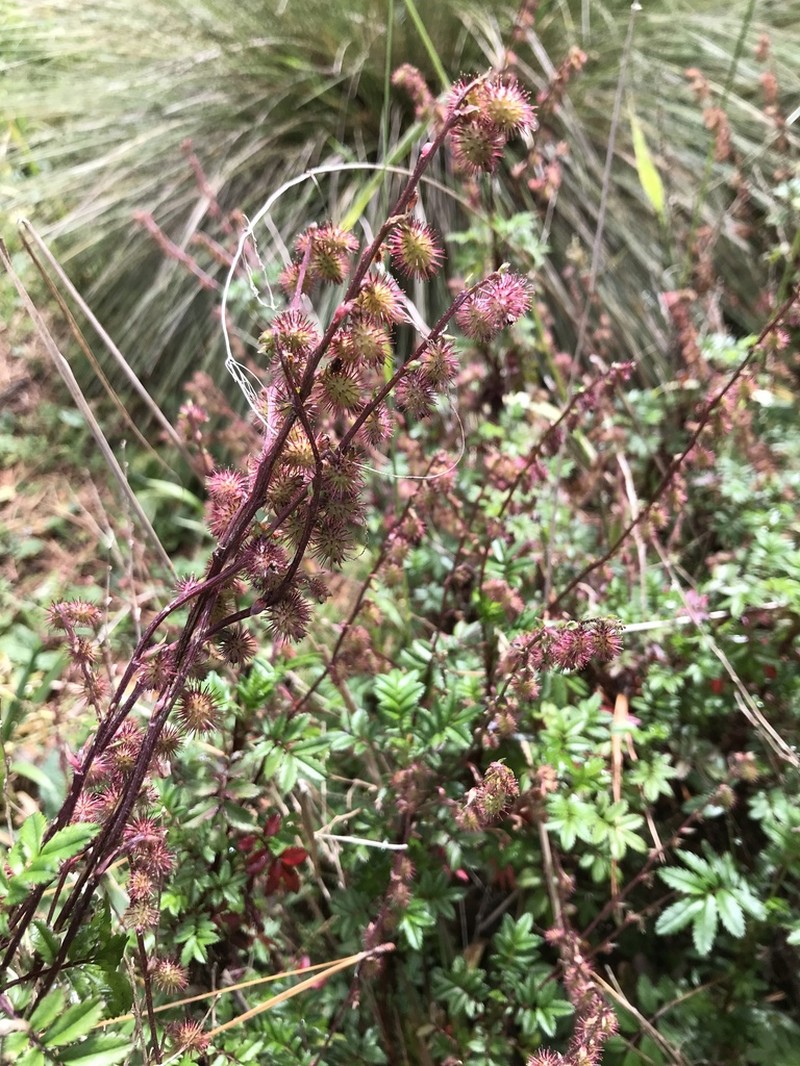 Acaena elongata photo 5