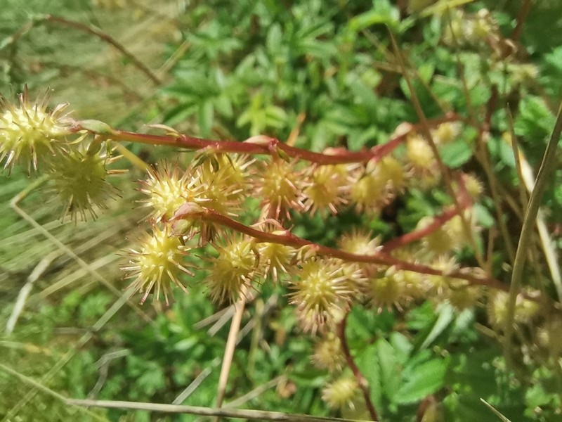 Acaena elongata photo 6