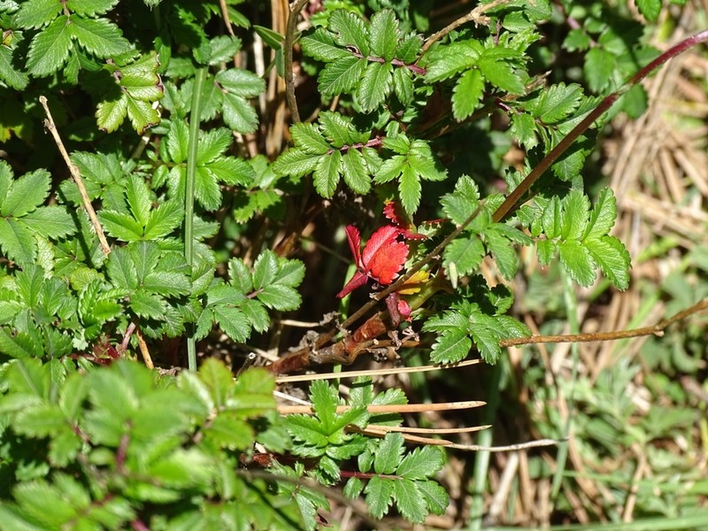 Acaena elongata photo 7