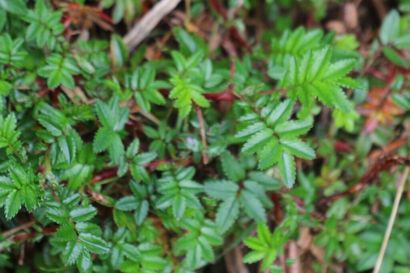 Acaena elongata photo 8