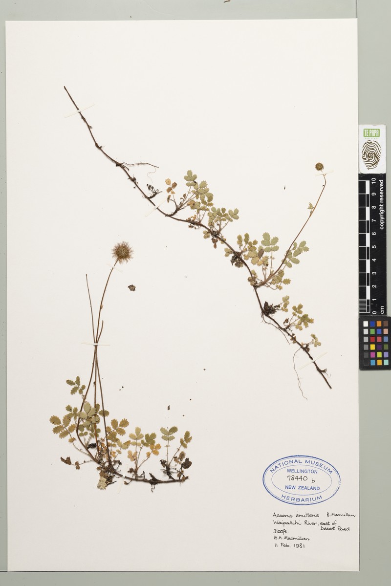 Acaena emittens