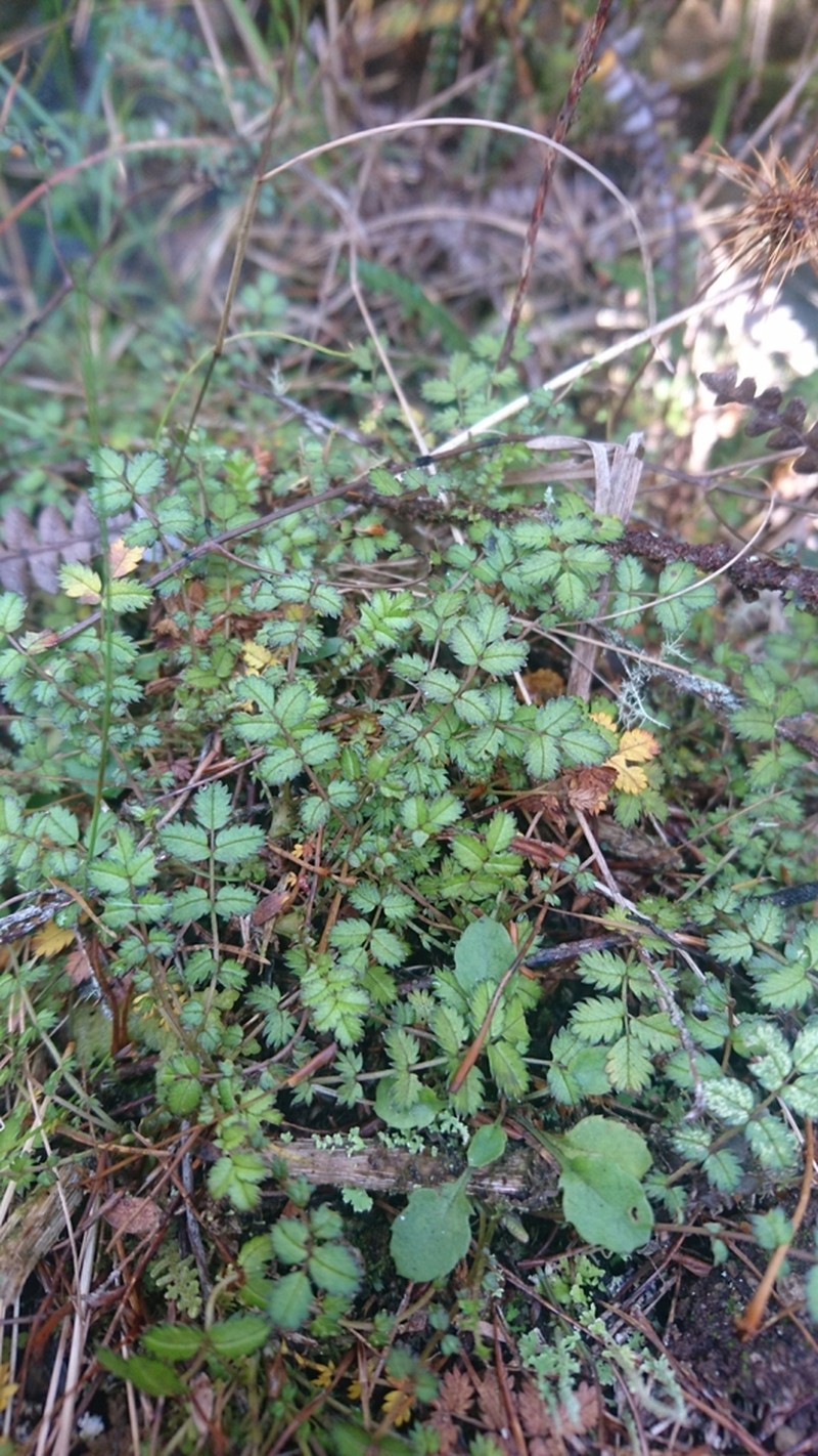 Acaena emittens photo 2