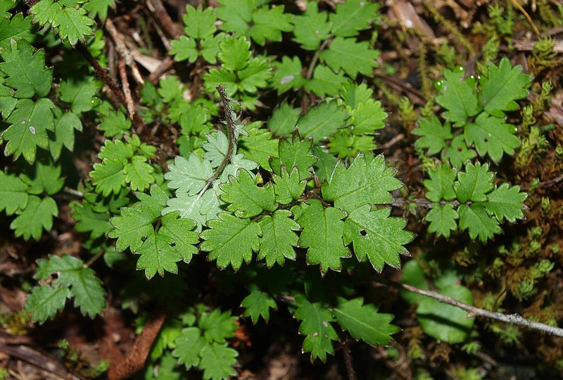 Acaena emittens photo 3