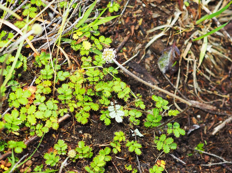 Acaena emittens photo 4
