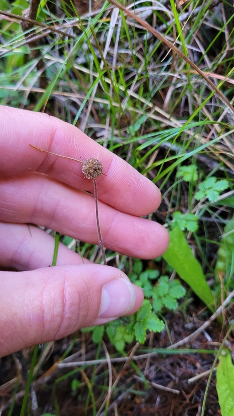 Acaena emittens photo 5
