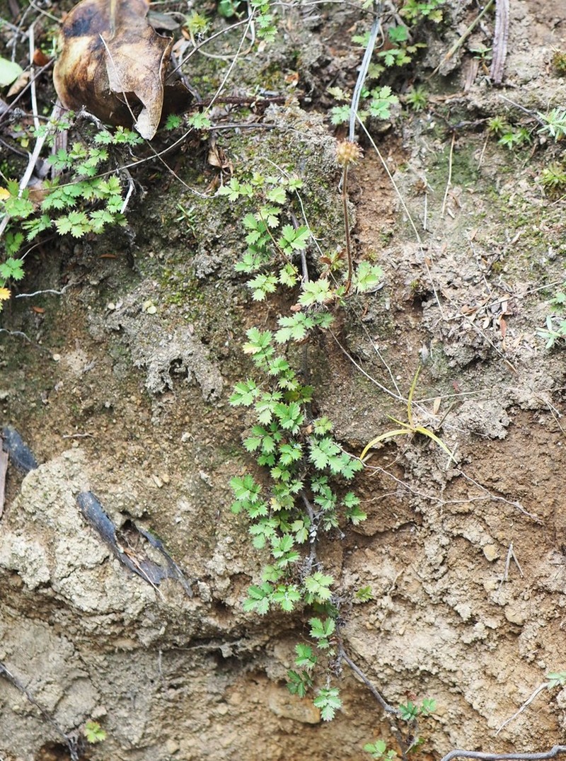 Acaena emittens photo 6