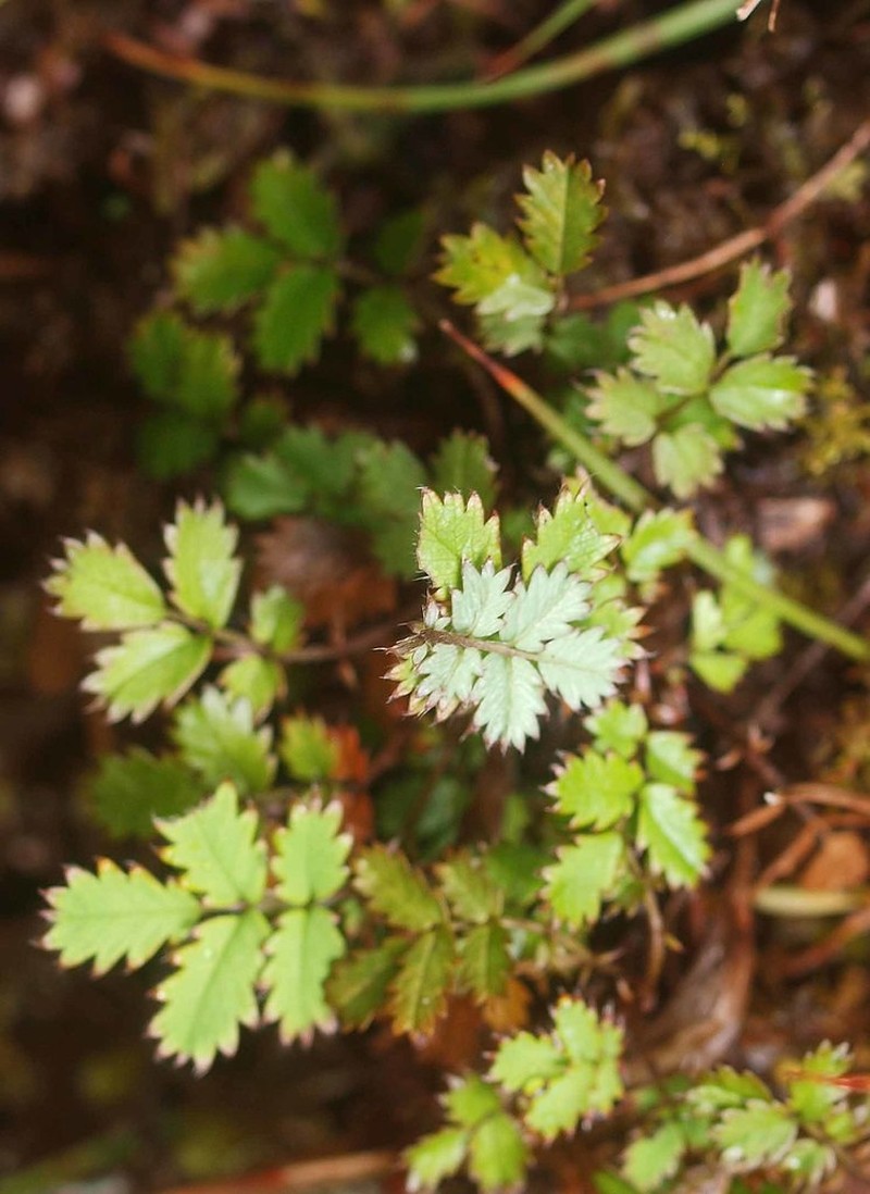 Acaena emittens photo 7
