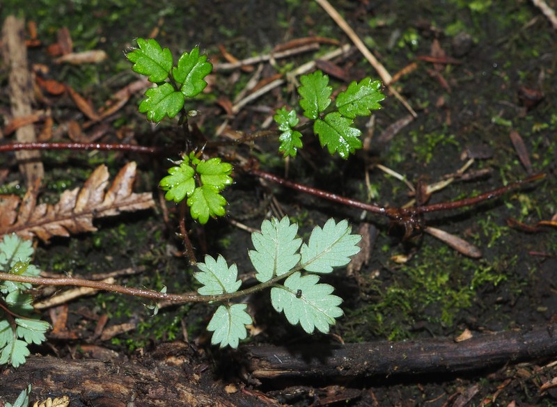 Acaena emittens photo 8