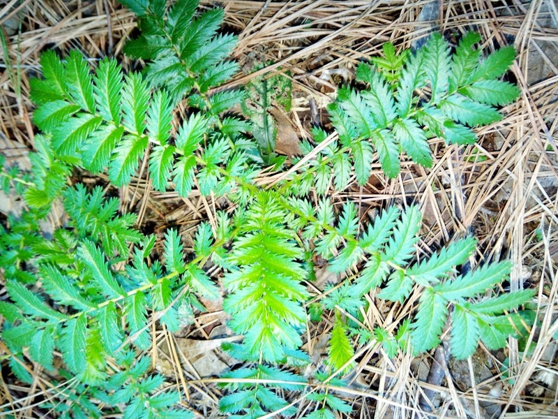 Acaena eupatoria