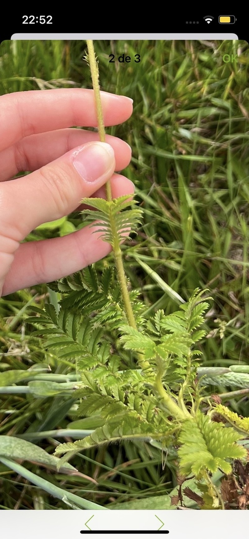 Acaena eupatoria photo 2