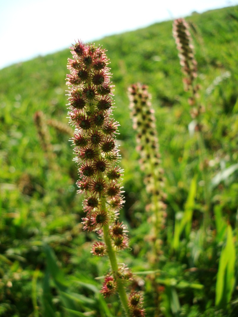 Acaena eupatoria photo 3