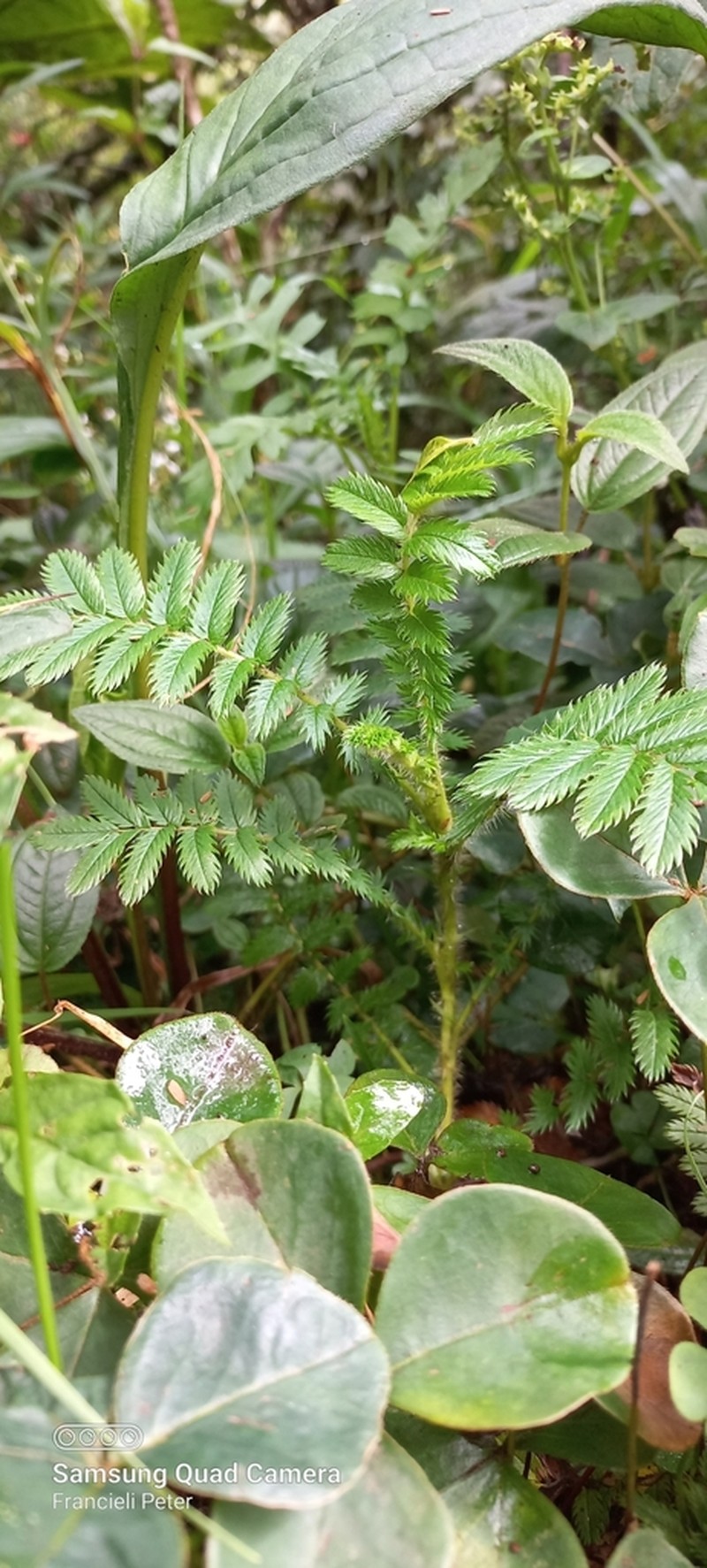 Acaena eupatoria photo 4