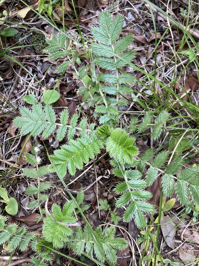 Acaena eupatoria photo 5