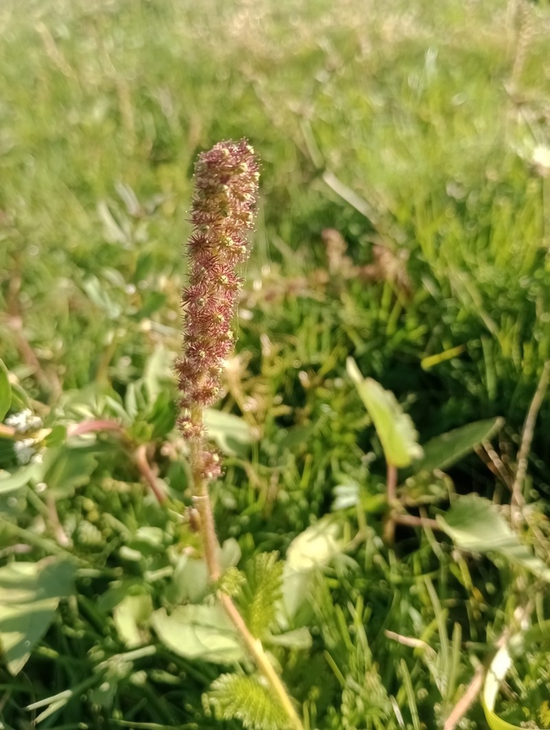 Acaena eupatoria photo 6