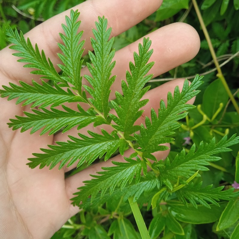 Acaena eupatoria photo 7