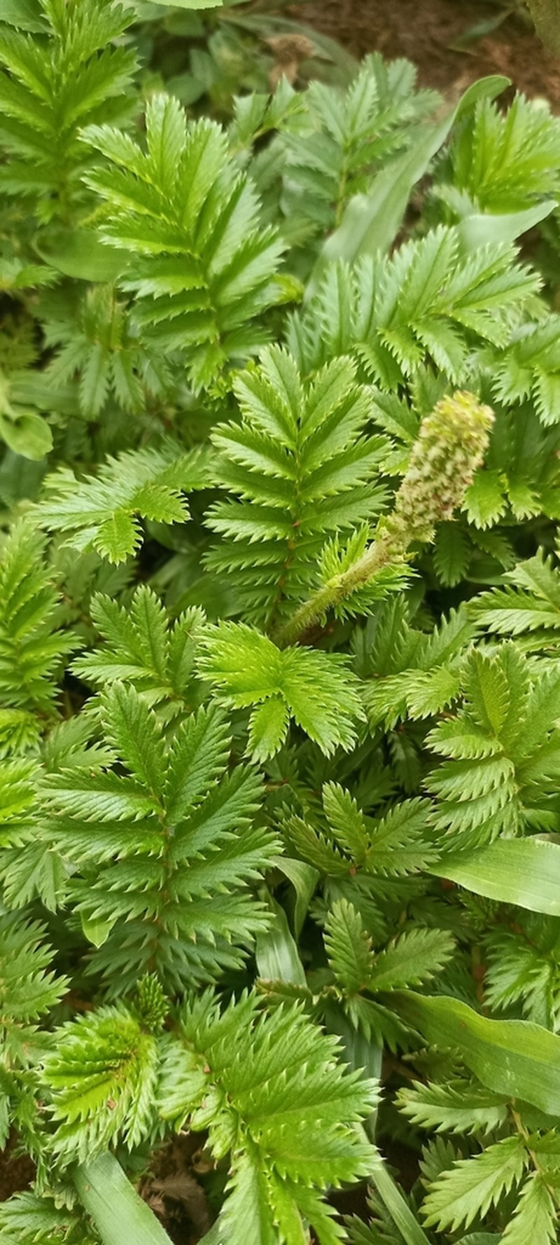 Acaena eupatoria photo 8