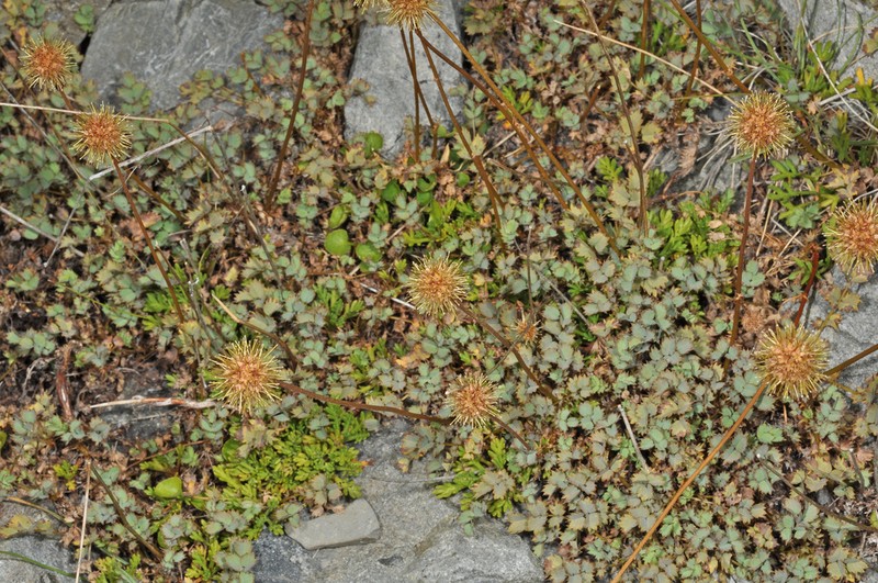 Acaena fissistipula