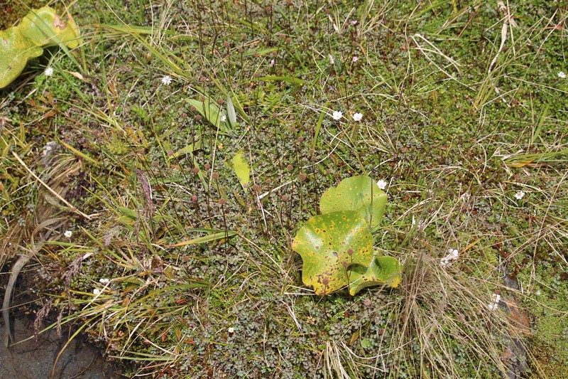 Acaena fissistipula photo 2