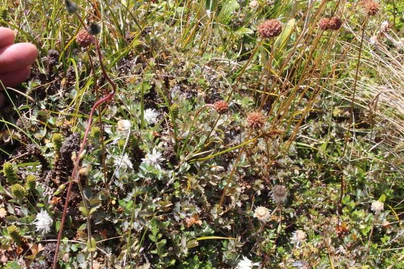 Acaena fissistipula photo 3